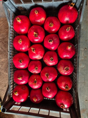 Melograno frutto bio punica - melograno,
